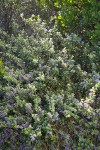 Coville Ceanothus