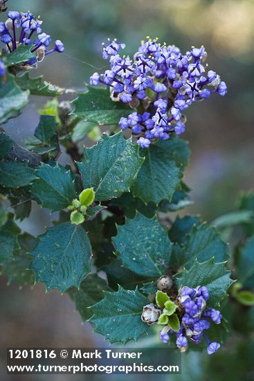 Ceanothus pinetorum