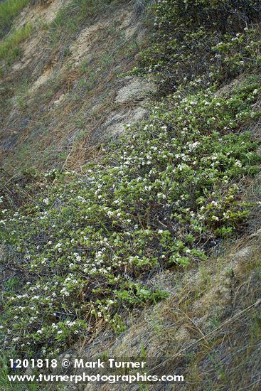 Ceanothus pinetorum