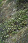 Coville Ceanothus (white blossoms) on steep slope