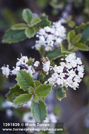 Ceanothus pinetorum