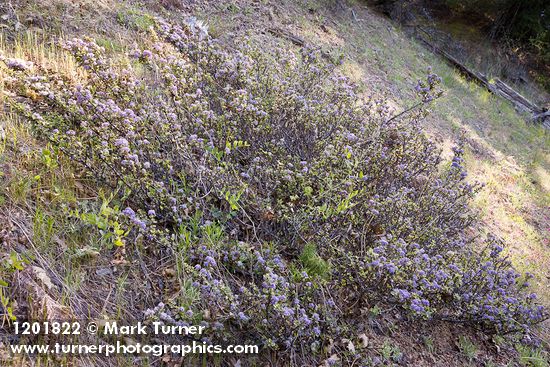 Ceanothus pinetorum