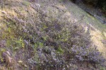 Coville Ceanothus on steep slope