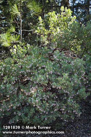 Arctostaphylos malloryi