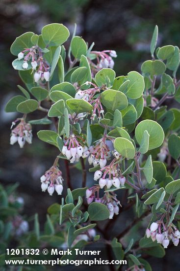 Arctostaphylos malloryi