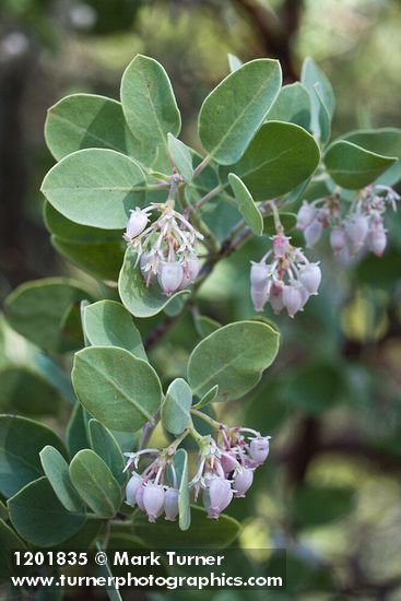 Arctostaphylos malloryi