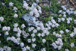 Siskiyou Mat blossoms & foliage