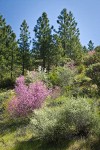 California Redbud; Serviceberry; Buckbrush; Ponderosa Pines, Manzanita