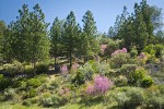 California Redbud; Serviceberry; Buckbrush; Ponderosa Pines, Manzanita