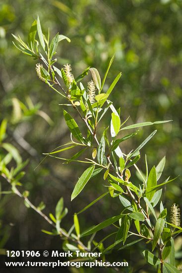 Salix gooddingii