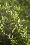 Goodding's Willow male catkins among foliage