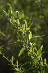 Goodding's Willow male catkins among foliage