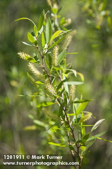 Salix gooddingii