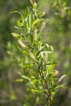 Goodding's Willow male catkins among foliage