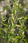 Goodding's Willow male catkins among foliage