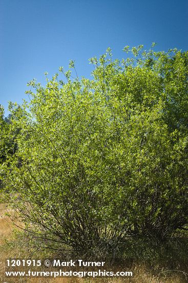 Salix laevigata