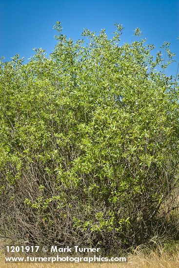 Salix laevigata