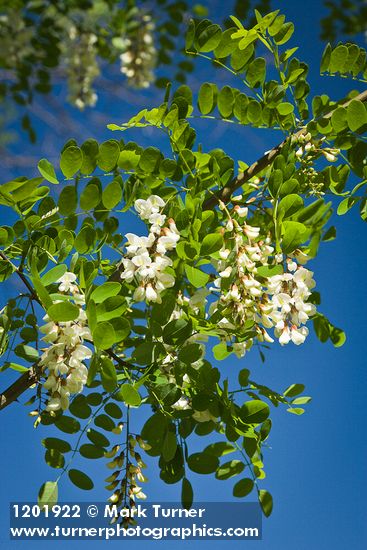 Robinia pseudoacacia