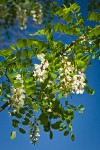 Black Locust blossoms & foliage against blue sky