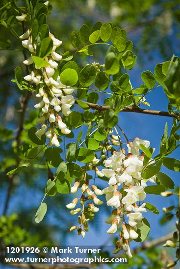 Robinia pseudoacacia