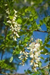 Black Locust blossoms & foliage