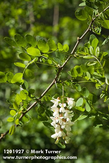 Robinia pseudoacacia