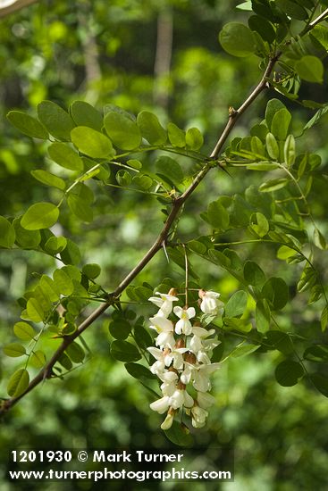 Robinia pseudoacacia