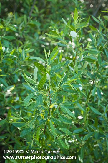 Salix laevigata