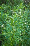 Red Willow foliage