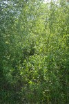 Arroyo Willow