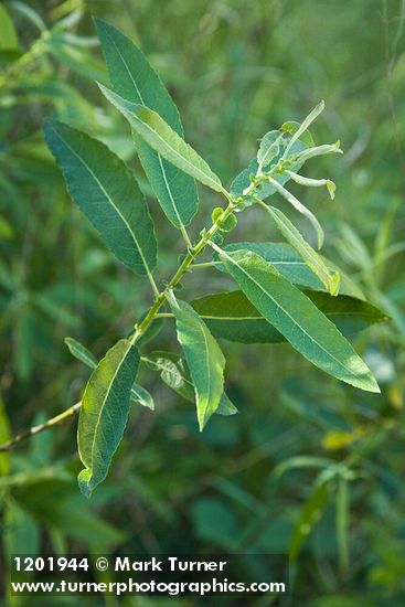 Salix lasiolepis