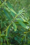 Arroyo Willow foliage