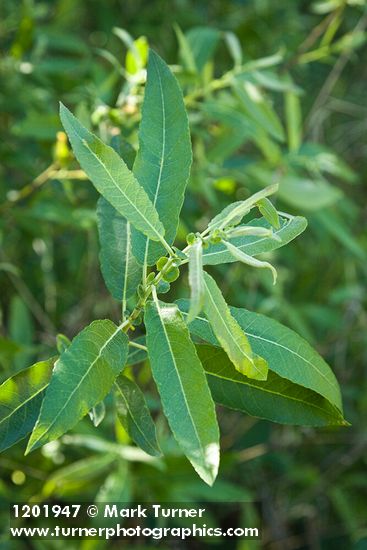 Salix lasiolepis