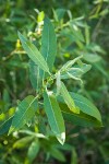 Arroyo Willow foliage