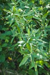 Arroyo Willow foliage