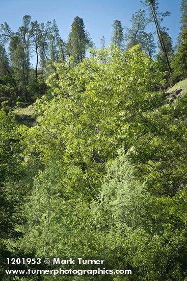 Robinia pseudoacacia