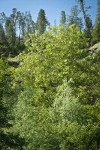 Black Locust w/ Gray Pines bkgnd