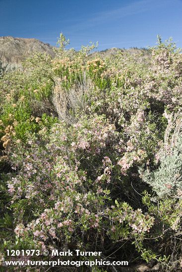 Prunus andersonii