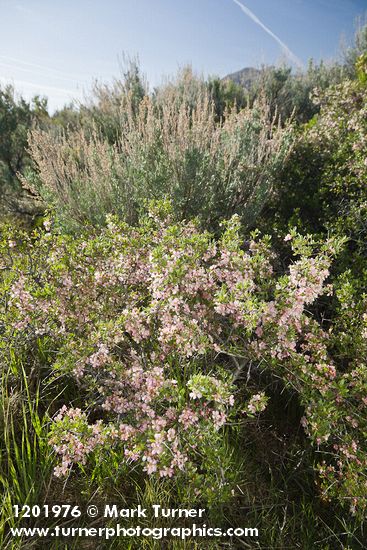 Prunus andersonii