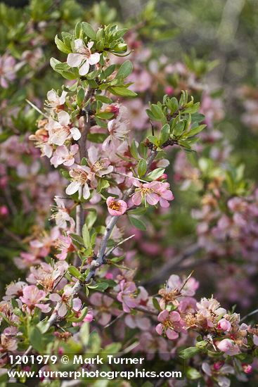 Prunus andersonii