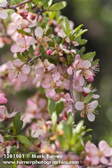 Prunus andersonii