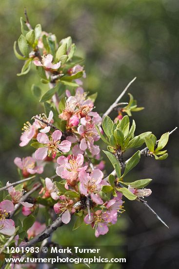 Prunus andersonii