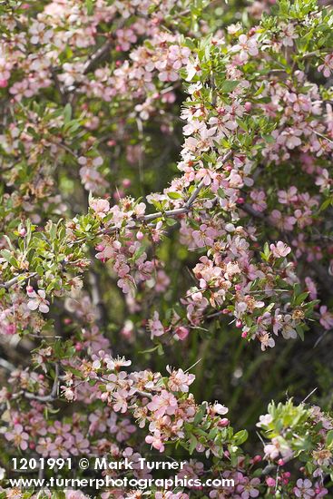 Prunus andersonii