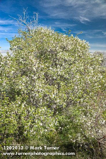 Prunus subcordata