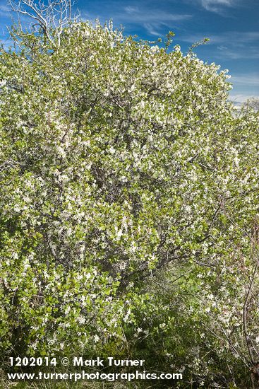 Prunus subcordata