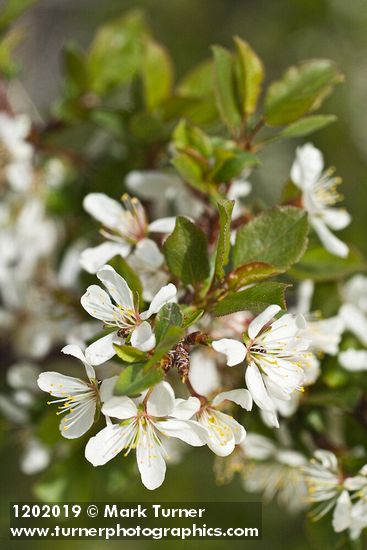 Prunus subcordata