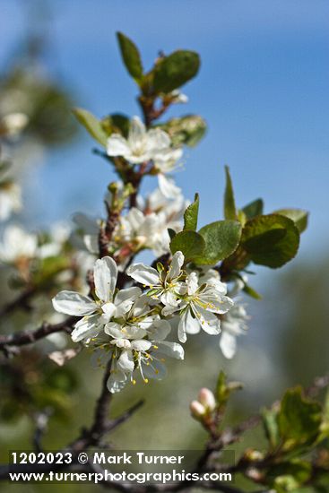 Prunus subcordata