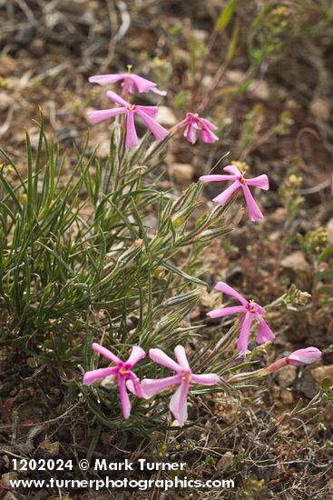 Phlox aculeata