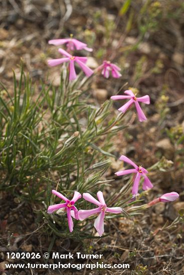 Phlox aculeata