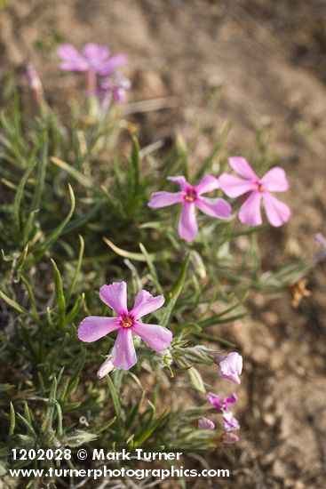 Phlox aculeata